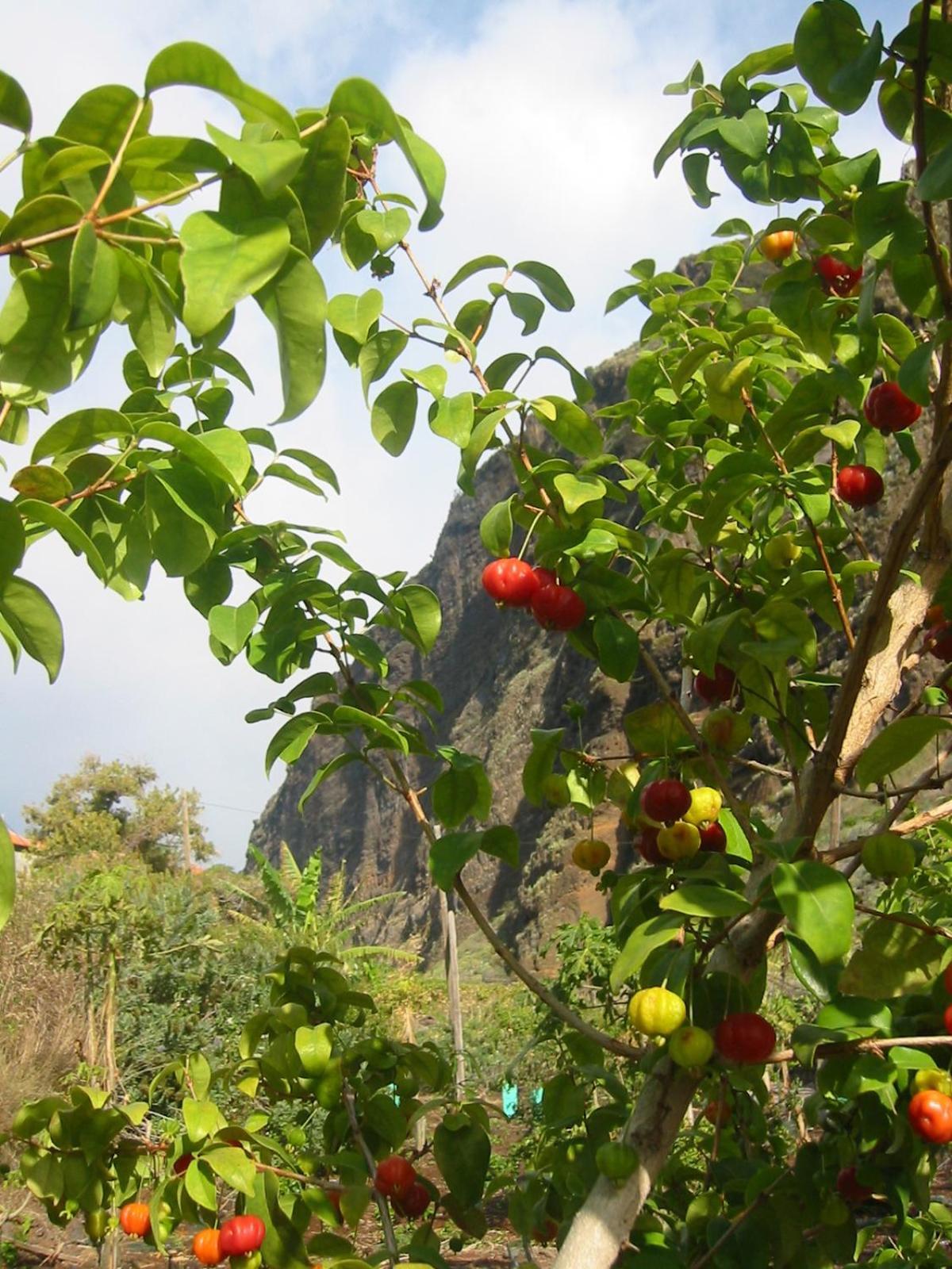 Faja Dos Padres Villa Ribeira Brava Ngoại thất bức ảnh